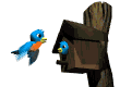 bird_house_md_wht.gif (5523 bytes)