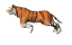tiger_run_md_wht.gif